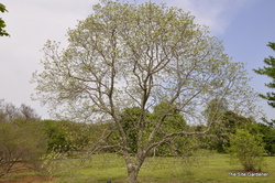 Magnolia virginiana 'Glauca' — photo 1